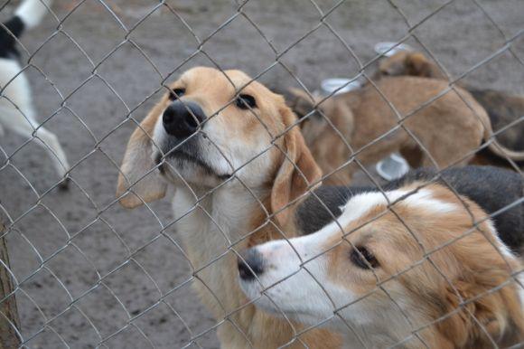 У рік Собаки з новим другом. Зробіть добро і візьміть тварину з притулку на сайті vsim.ua У рік Собаки з новим другом. Зробіть добро і візьміть тварину з притулку, фото №7 на сайті vsim.ua