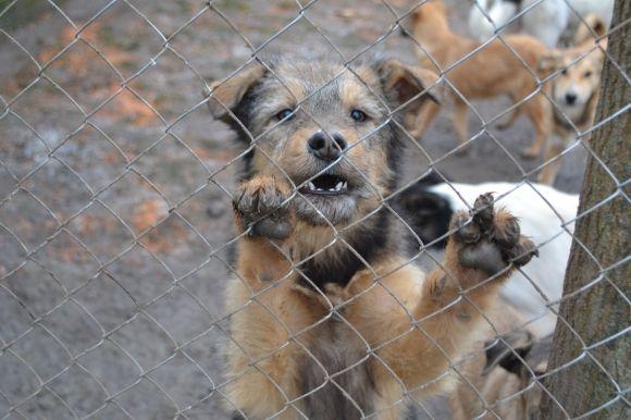 У рік Собаки з новим другом. Зробіть добро і візьміть тварину з притулку на сайті vsim.ua У рік Собаки з новим другом. Зробіть добро і візьміть тварину з притулку, фото №23 на сайті vsim.ua