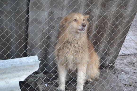 У рік Собаки з новим другом. Зробіть добро і візьміть тварину з притулку на сайті vsim.ua У рік Собаки з новим другом. Зробіть добро і візьміть тварину з притулку, фото №4 на сайті vsim.ua
