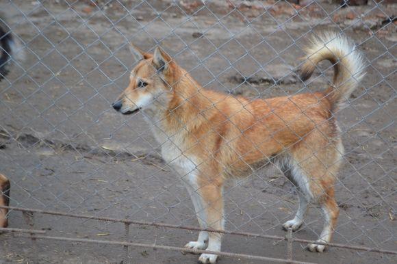 У рік Собаки з новим другом. Зробіть добро і візьміть тварину з притулку на сайті vsim.ua У рік Собаки з новим другом. Зробіть добро і візьміть тварину з притулку, фото №15 на сайті vsim.ua