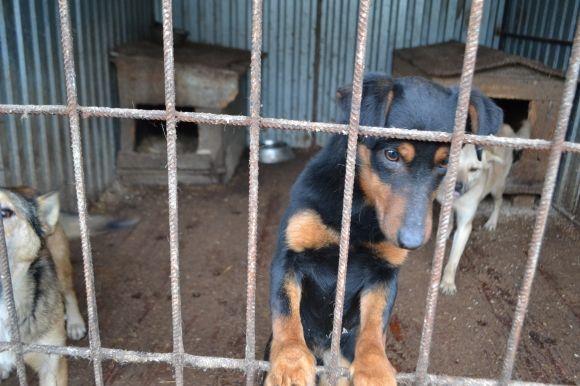 У рік Собаки з новим другом. Зробіть добро і візьміть тварину з притулку на сайті vsim.ua У рік Собаки з новим другом. Зробіть добро і візьміть тварину з притулку, фото №6 на сайті vsim.ua