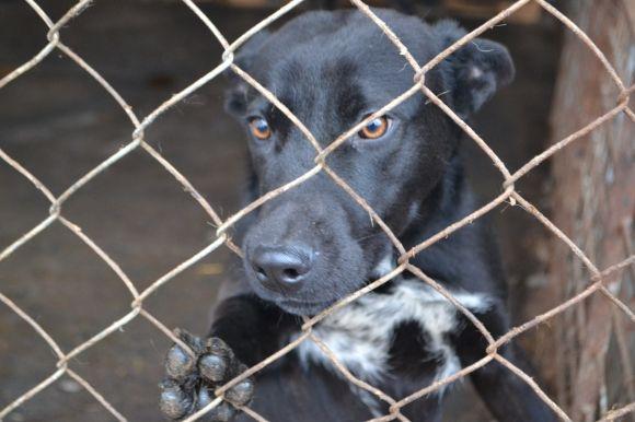 У рік Собаки з новим другом. Зробіть добро і візьміть тварину з притулку на сайті vsim.ua У рік Собаки з новим другом. Зробіть добро і візьміть тварину з притулку, фото №30 на сайті vsim.ua