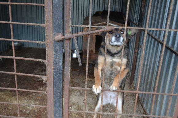 У рік Собаки з новим другом. Зробіть добро і візьміть тварину з притулку на сайті vsim.ua У рік Собаки з новим другом. Зробіть добро і візьміть тварину з притулку, фото №19 на сайті vsim.ua