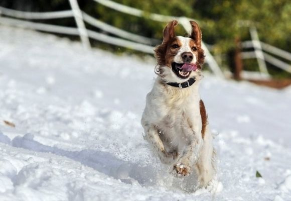 Чому собака утікає і як це виправити? Сім причин та порад, фото №2 на сайті 20minut.ua