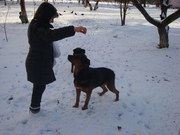 Чому собака утікає і як це виправити? Сім причин та порад, фото №1 на сайті 20minut.ua