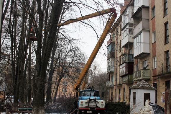 Під корінь. Що робити, якщо у вашому дворі невідомі пиляють дерева, фото №4 на сайті 20minut.ua
