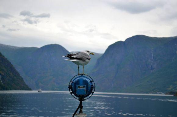 Селфі із льодовиком та сальто над прірвою: як дешево відпочити у недешевій Норвегії, фото №4 на сайті 20minut.ua