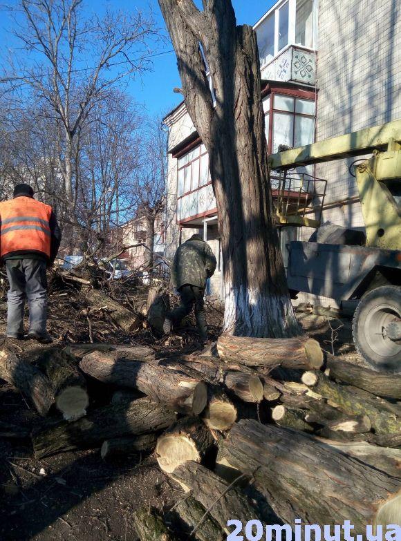 Хто і чому зрізує дерева між будинками у центрі Кам’янця?, фото №1 на сайті 20minut.ua