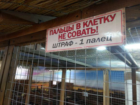 Вухасті і пухнасті: 30 фотографій з виставки "Братик Кролик", фото №30 на сайті vsim.ua