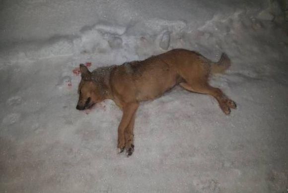 Новини Тернополя - фото з У Тернополі невідомий розстріляв безпритульних собак. Шукають очевидців (оновлене) У Тернополі невідомий розстріляв безпритульних собак. Шукають очевидців (оновлене), фото №1 на сайті 20minut.ua