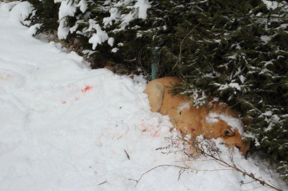 Новини Тернополя - фото з У Тернополі невідомий розстріляв безпритульних собак. Шукають очевидців (оновлене) У Тернополі невідомий розстріляв безпритульних собак. Шукають очевидців (оновлене), фото №2 на сайті 20minut.ua