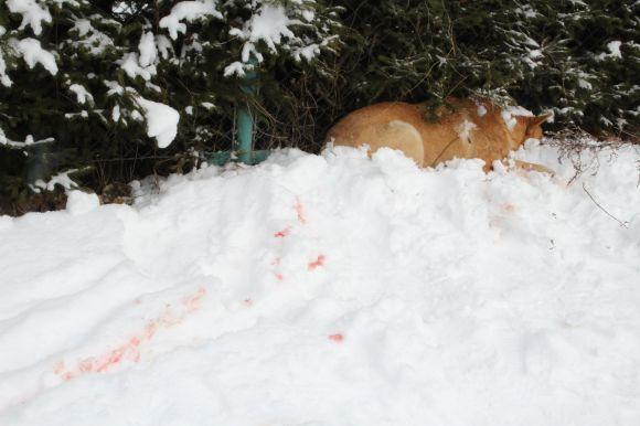 Новини Тернополя - фото з У Тернополі невідомий розстріляв безпритульних собак. Шукають очевидців (оновлене) У Тернополі невідомий розстріляв безпритульних собак. Шукають очевидців (оновлене), фото №3 на сайті 20minut.ua