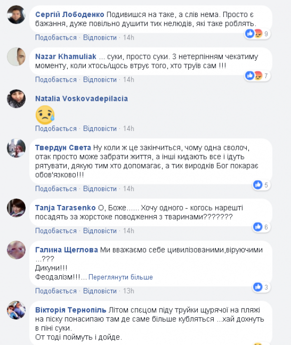 На Львівських дачах поблизу Тернополя потруїли собак (відео 18+), фото №2 на сайті 20minut.ua