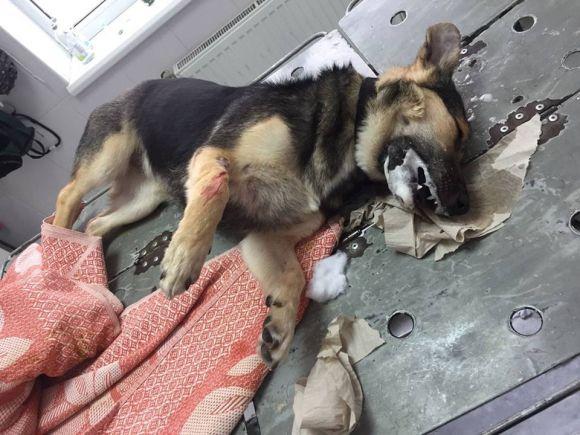 На Львівських дачах поблизу Тернополя потруїли собак (відео 18+), фото №1 на сайті 20minut.ua