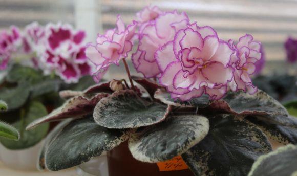 Новини Вінниці - фото з Фіалковий рай: як вінничанка вивела сорт "Океан Ельзи" Фіалковий рай: як вінничанка вивела сорт "Океан Ельзи", фото №3 на сайті 20minut.ua