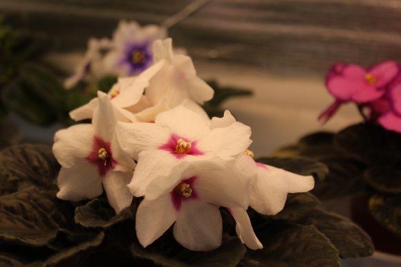 Новини Вінниці - фото з Фіалковий рай: як вінничанка вивела сорт "Океан Ельзи" Фіалковий рай: як вінничанка вивела сорт "Океан Ельзи", фото №7 на сайті 20minut.ua