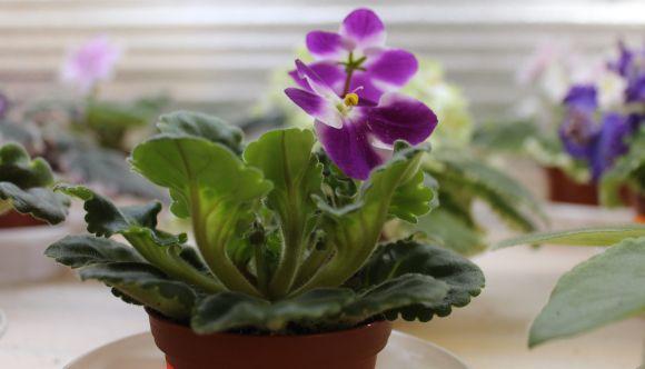 Новини Вінниці - фото з Фіалковий рай: як вінничанка вивела сорт "Океан Ельзи" Фіалковий рай: як вінничанка вивела сорт "Океан Ельзи", фото №10 на сайті 20minut.ua