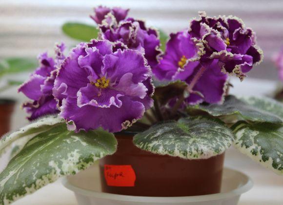 Новини Вінниці - фото з Фіалковий рай: як вінничанка вивела сорт "Океан Ельзи" Фіалковий рай: як вінничанка вивела сорт "Океан Ельзи", фото №5 на сайті 20minut.ua