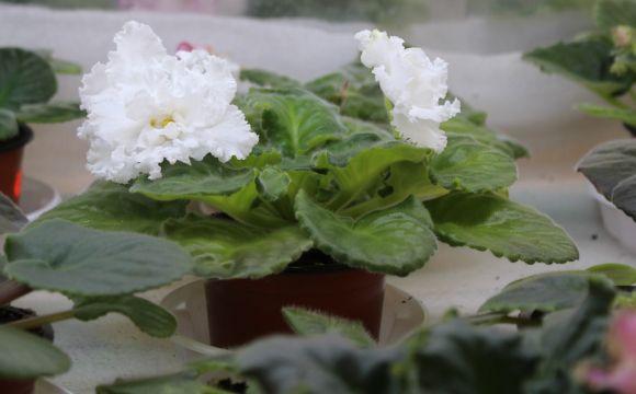 Новини Вінниці - фото з Фіалковий рай: як вінничанка вивела сорт "Океан Ельзи" Фіалковий рай: як вінничанка вивела сорт "Океан Ельзи", фото №9 на сайті 20minut.ua