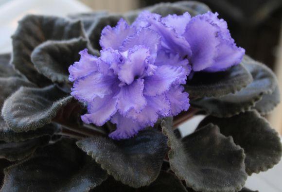 Новини Вінниці - фото з Фіалковий рай: як вінничанка вивела сорт "Океан Ельзи" Фіалковий рай: як вінничанка вивела сорт "Океан Ельзи", фото №1 на сайті 20minut.ua