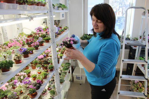 Новини Вінниці - фото з Фіалковий рай: як вінничанка вивела сорт "Океан Ельзи" Фіалковий рай: як вінничанка вивела сорт "Океан Ельзи", фото №4 на сайті 20minut.ua