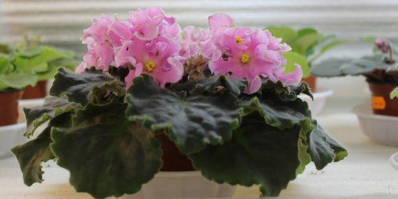 Новини Вінниці - фото з Фіалковий рай: як вінничанка вивела сорт "Океан Ельзи" Фіалковий рай: як вінничанка вивела сорт "Океан Ельзи", фото №6 на сайті 20minut.ua