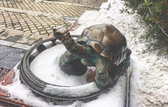 “Потерти на щастя”. Подарована ректору черепаха допомагає студентам скласти іспити, фото №3 на сайті vsim.ua