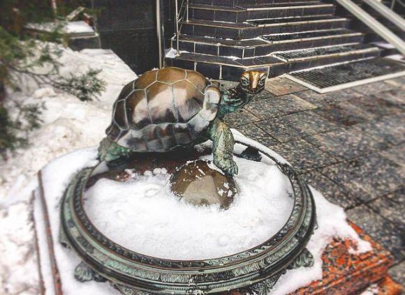 “Потерти на щастя”. Подарована ректору черепаха допомагає студентам скласти іспити, фото №1 на сайті vsim.ua