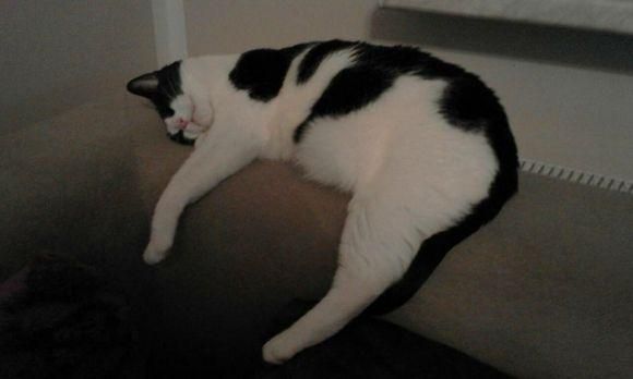 Новини Хмельницького - фото з Свято вусатих та хвостатих: 1 березня відзначають Всесвітній день котів Свято вусатих та хвостатих: 1 березня відзначають Всесвітній день котів, фото №2 на сайті vsim.ua