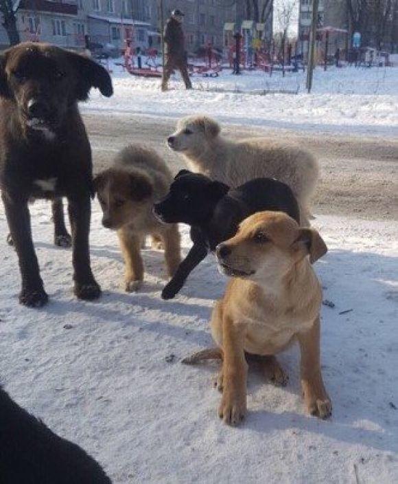 Новини Тернополя - фото з На "Новому світі" троє цуценят шукають домівку На "Новому світі" троє цуценят шукають домівку, фото №1 на сайті 20minut.ua