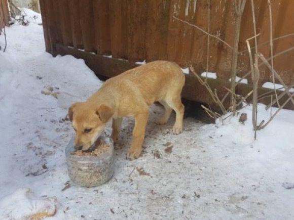 Новини Тернополя - фото з На "Новому світі" троє цуценят шукають домівку На "Новому світі" троє цуценят шукають домівку, фото №2 на сайті 20minut.ua