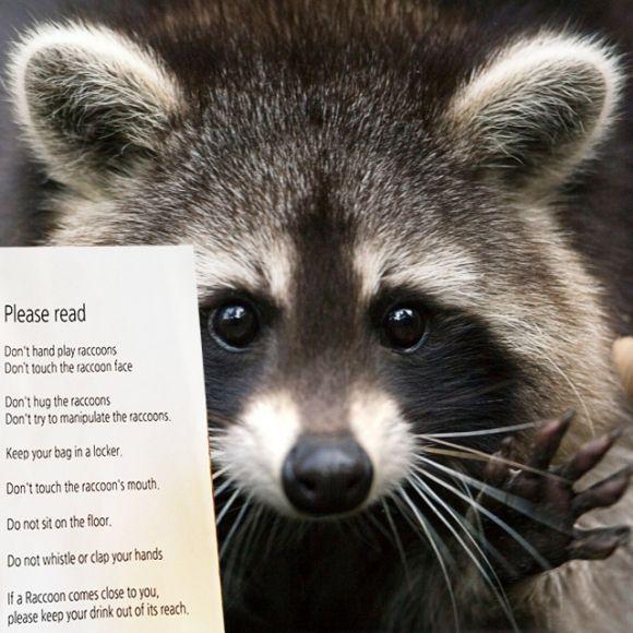 Єнотове кафе: незвичний заклад можуть відкрити у центрі Вінниці, фото №2 на сайті 20minut.ua