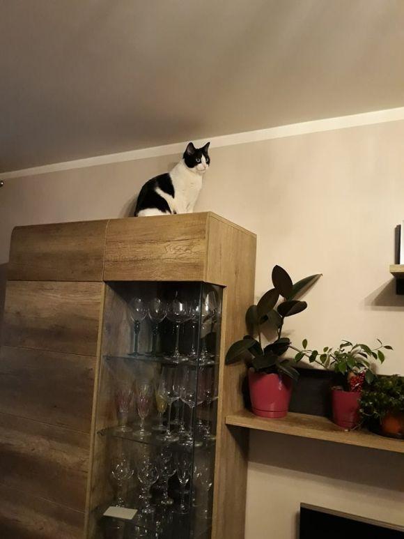 Новини Хмельницького - фото з Свято вусатих та хвостатих: 1 березня відзначають Всесвітній день котів Свято вусатих та хвостатих: 1 березня відзначають Всесвітній день котів, фото №1 на сайті vsim.ua