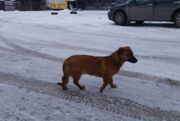 "Він, як билина в полі". Шукають дім для собачки, якого господарі викинули на вулицю в мороз, фото №1 на сайті 20minut.ua
