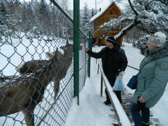 Новини Тернополя - фото з Мандруємо: де можна побачити оленів і стадо диких кабанів Мандруємо: де можна побачити оленів і стадо диких кабанів, фото №2 на сайті 20minut.ua