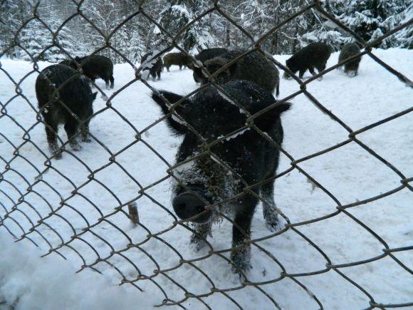 Новини Тернополя - фото з Мандруємо: де можна побачити оленів і стадо диких кабанів Мандруємо: де можна побачити оленів і стадо диких кабанів, фото №3 на сайті 20minut.ua