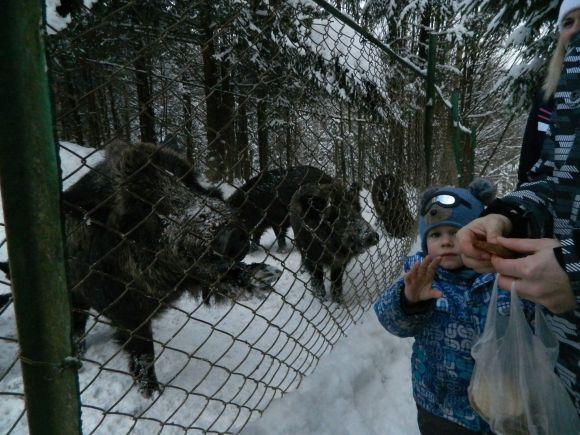 Новини Тернополя - фото з Мандруємо: де можна побачити оленів і стадо диких кабанів Мандруємо: де можна побачити оленів і стадо диких кабанів, фото №4 на сайті 20minut.ua