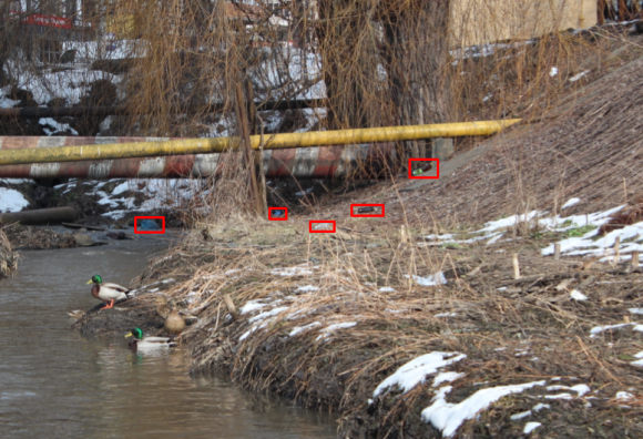 Новини Вінниці - фото з Перші ознаки весни у Вінниці: тепло, дикі качки і сміття (ФОТО ДНЯ) Перші ознаки весни у Вінниці: тепло, дикі качки і сміття (ФОТО ДНЯ), фото №4 на сайті 20minut.ua