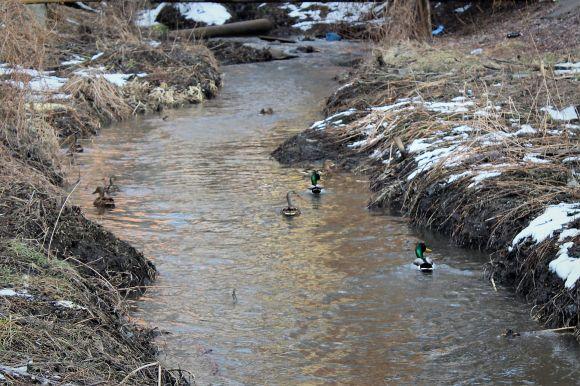 Новини Вінниці - фото з Перші ознаки весни у Вінниці: тепло, дикі качки і сміття (ФОТО ДНЯ) Перші ознаки весни у Вінниці: тепло, дикі качки і сміття (ФОТО ДНЯ), фото №2 на сайті 20minut.ua
