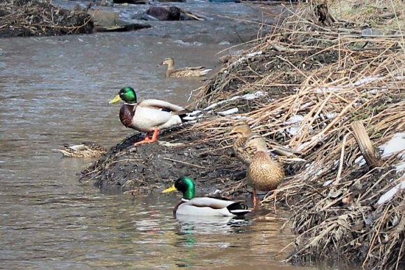 Новини Вінниці - фото з Перші ознаки весни у Вінниці: тепло, дикі качки і сміття (ФОТО ДНЯ) Перші ознаки весни у Вінниці: тепло, дикі качки і сміття (ФОТО ДНЯ), фото №1 на сайті 20minut.ua