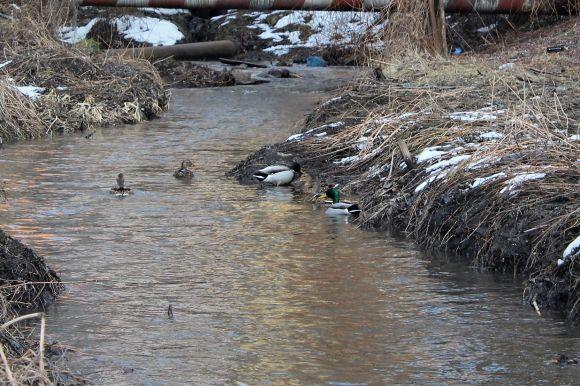 Новини Вінниці - фото з Перші ознаки весни у Вінниці: тепло, дикі качки і сміття (ФОТО ДНЯ) Перші ознаки весни у Вінниці: тепло, дикі качки і сміття (ФОТО ДНЯ), фото №3 на сайті 20minut.ua