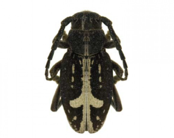 Зникаючі й рідкісні види: яких комах з Червоної книги знаходили на Хмельниччині, фото №4 на сайті vsim.ua