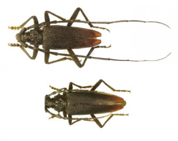 Зникаючі й рідкісні види: яких комах з Червоної книги знаходили на Хмельниччині, фото №1 на сайті vsim.ua