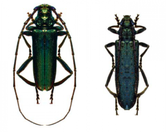 Зникаючі й рідкісні види: яких комах з Червоної книги знаходили на Хмельниччині, фото №2 на сайті vsim.ua