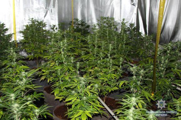 На Вінниччині росіянин вирощував коноплі, щоб лікувати рак, фото №1 на сайті 20minut.ua