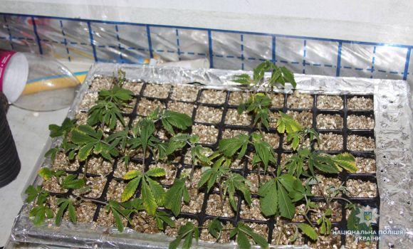 На Вінниччині росіянин вирощував коноплі, щоб лікувати рак, фото №6 на сайті 20minut.ua