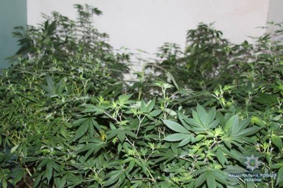На Вінниччині росіянин вирощував коноплі, щоб лікувати рак, фото №4 на сайті 20minut.ua