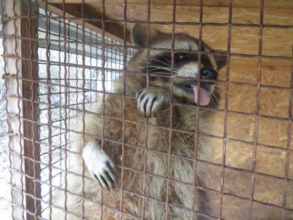Новини Хмельницького - фото з Приватний зоокуточок Пальохіна переїжджає. Вхід буде платний Приватний зоокуточок Пальохіна переїжджає. Вхід буде платний, фото №4 на сайті vsim.ua