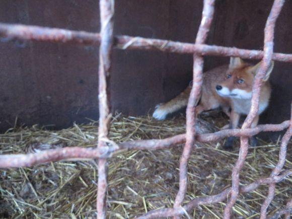 Новини Хмельницького - фото з Приватний зоокуточок Пальохіна переїжджає. Вхід буде платний Приватний зоокуточок Пальохіна переїжджає. Вхід буде платний, фото №7 на сайті vsim.ua