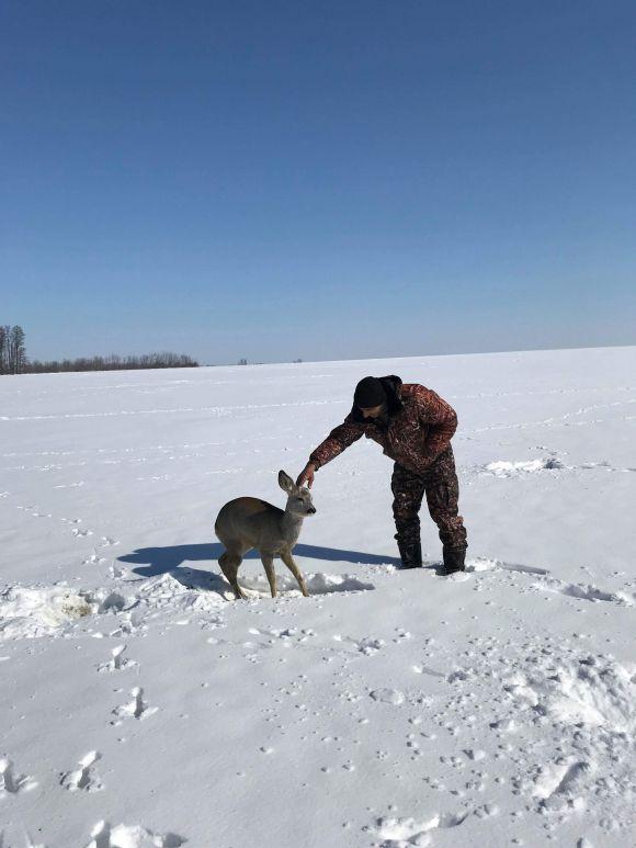 Новини Вінниці - фото з У Бершадському районі лісники врятували поранену та отруєну козулю У Бершадському районі лісники врятували поранену та отруєну козулю, фото №2 на сайті 20minut.ua